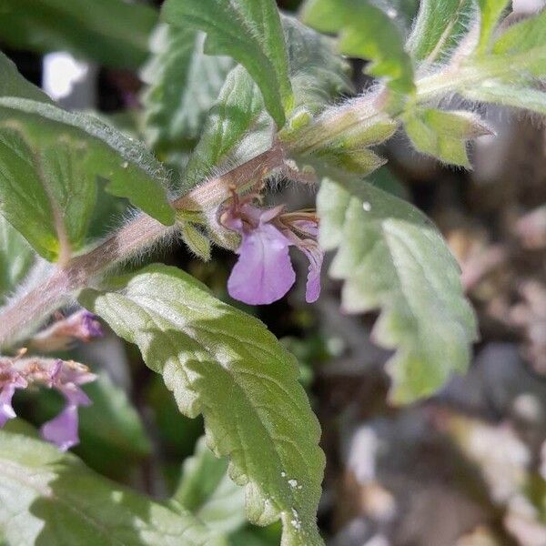 Teucrium scordium Floare