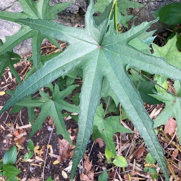 Abelmoschus manihot Leaf