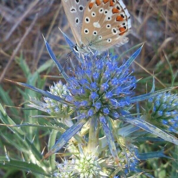 Eryngium bourgatii Fleur