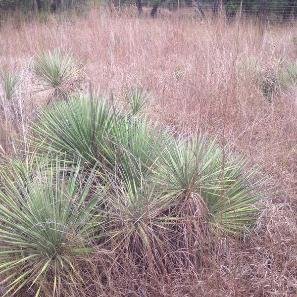 Yucca constricta Habitatea