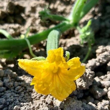 Cucumis sativus Flower