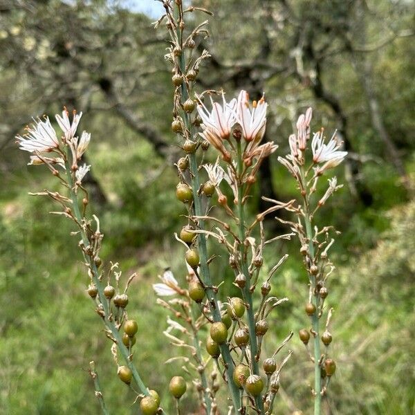 Asphodelus ramosus Fruit