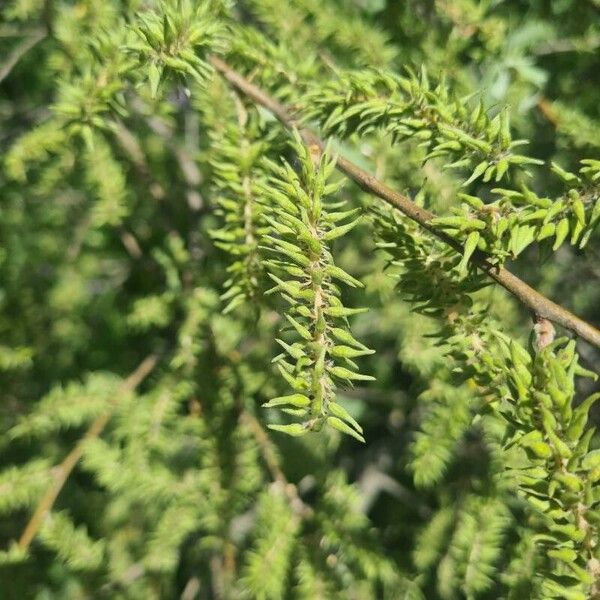 Salix salviifolia Yaprak