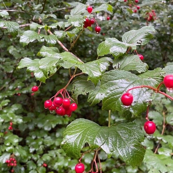 Viburnum opulus Frukto