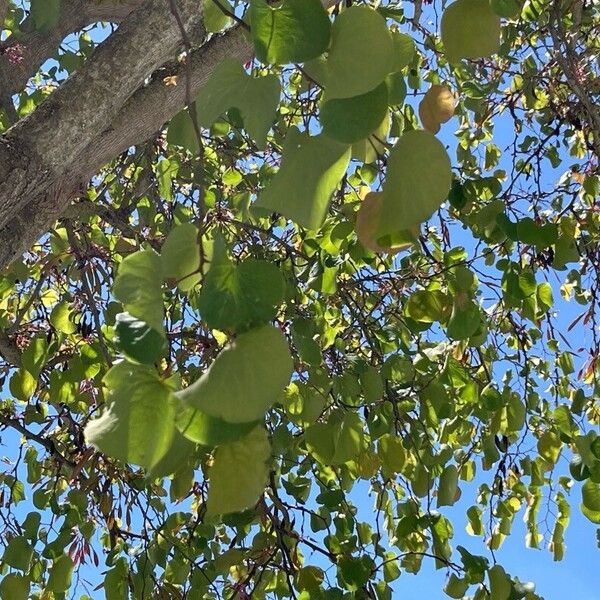 Cercis griffithii Leaf