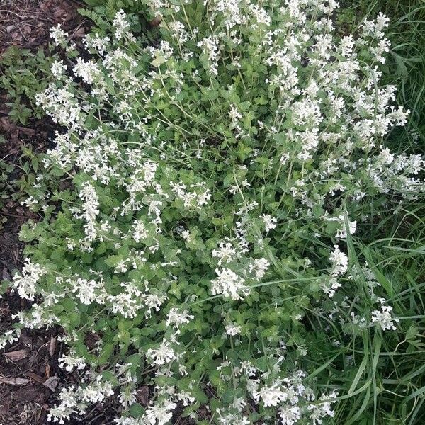 Nepeta cataria Цвят