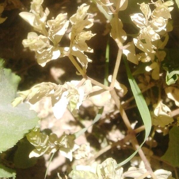 Euphorbia falcata পাতা