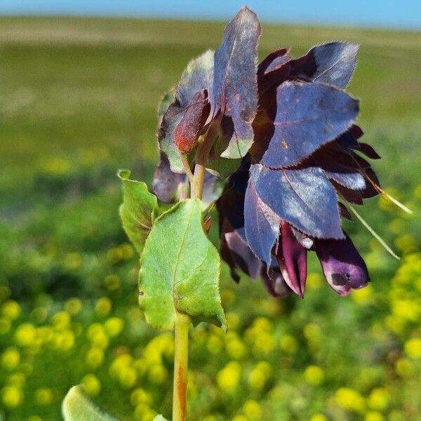 Cerinthe major 花