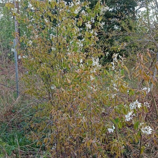 Amelanchier laevis Alkat (teljes növény)