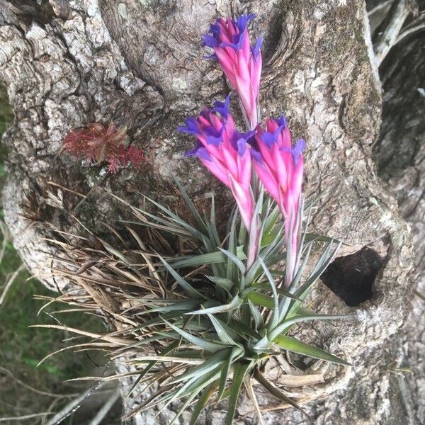 Tillandsia stricta 葉