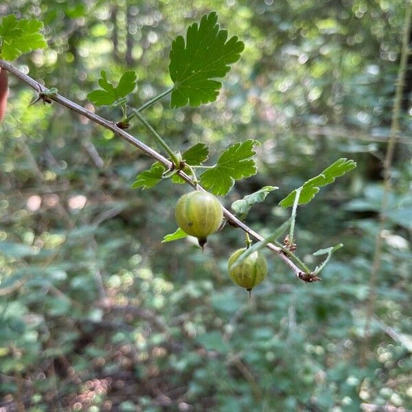 Ribes uva-crispa Frutto