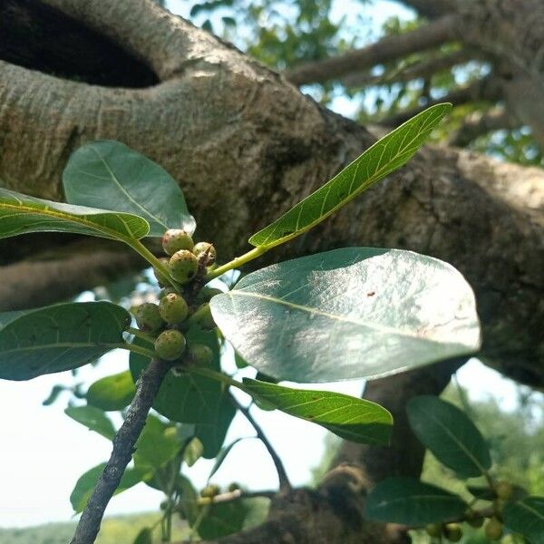 Ficus ingens Gyümölcs