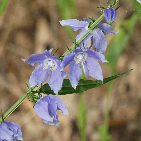 Campanulastrum americanum Fleur