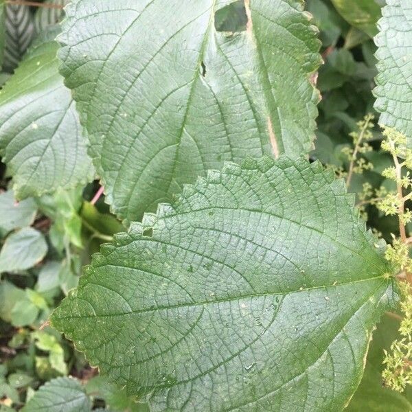 Laportea aestuans Leaf