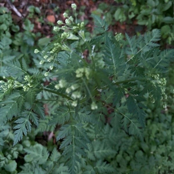 Anthriscus sylvestris Folla