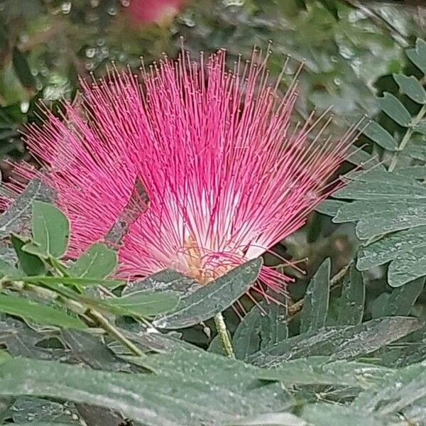 Calliandra haematocephala Кветка