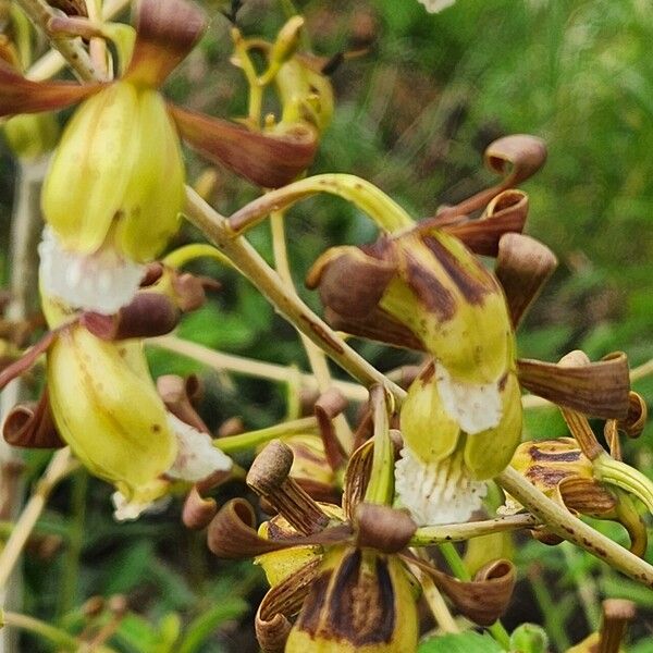 Eulophia petersii Λουλούδι