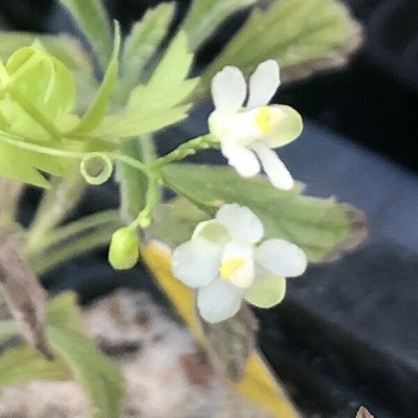 Cardiospermum halicacabum Flower