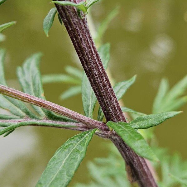 Artemisia vulgaris Rinde