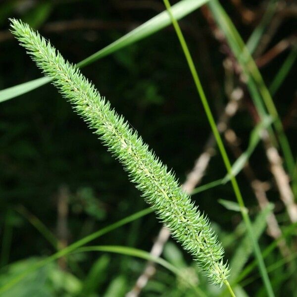 Phleum phleoides Квітка