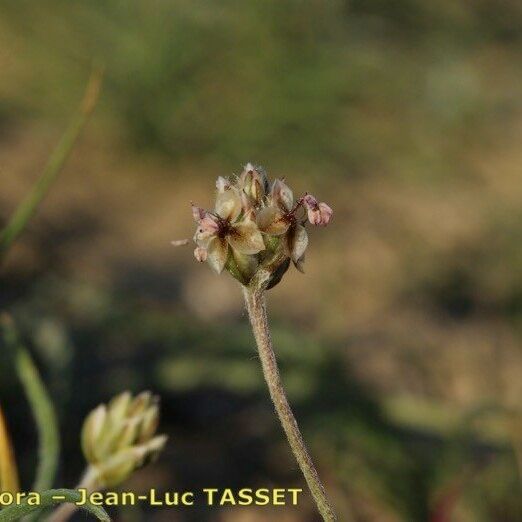 Plantago bellardii Flors