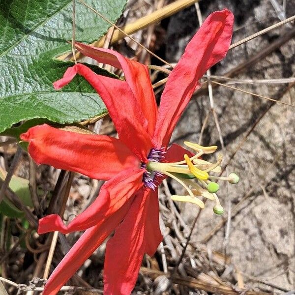 Passiflora manicata Λουλούδι