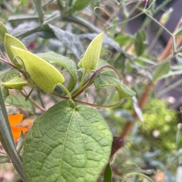 Thunbergia alata Other