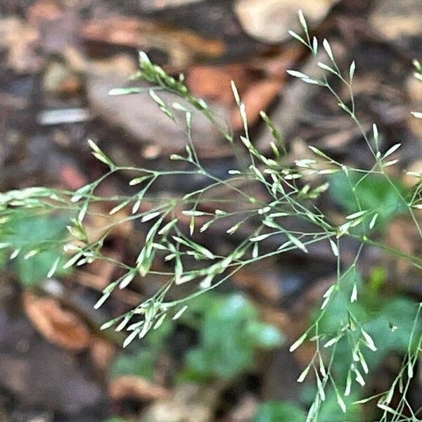 Agrostis capillaris Λουλούδι