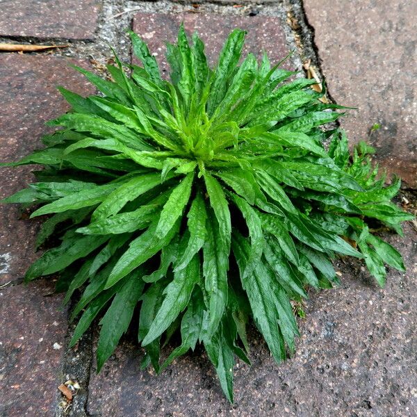 Erigeron canadensis Leaf