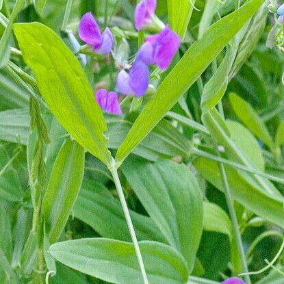 Lathyrus hirsutus Kwiat