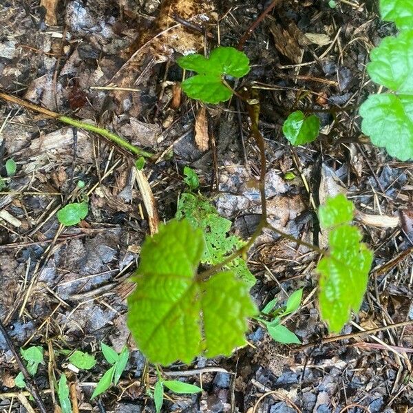 Vitis rotundifolia Frunză