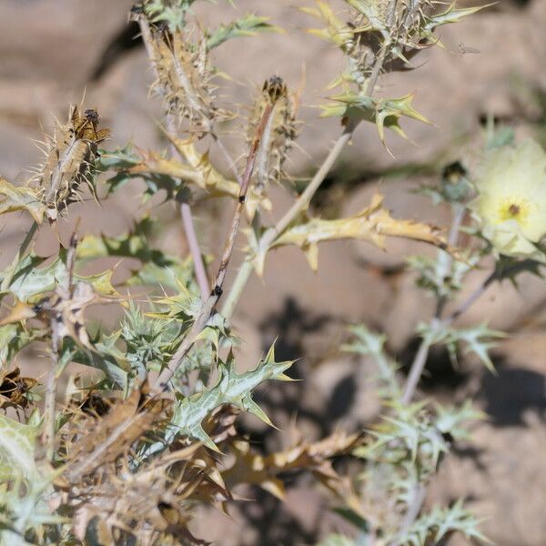 Argemone ochroleuca Blad