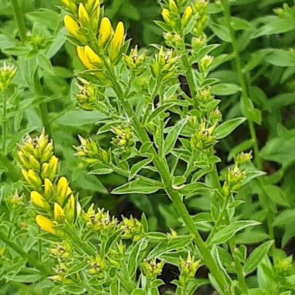 Genista tinctoria Blüte