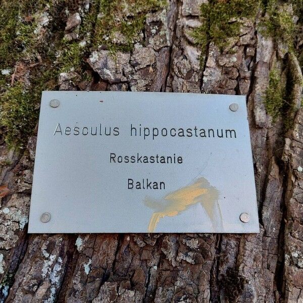 Aesculus hippocastanum Egyéb