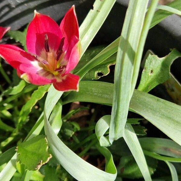 Tulipa clusiana ফুল