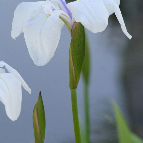 Iris laevigata Květ