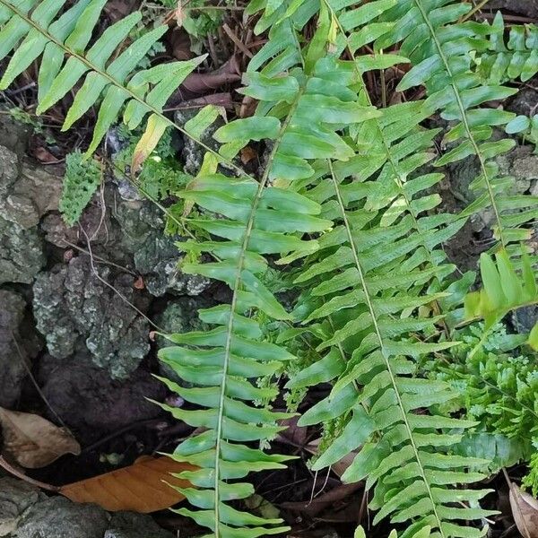 Nephrolepis exaltata Leaf