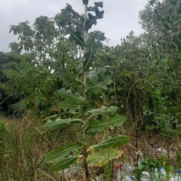 Lactuca virosa Hàbitat