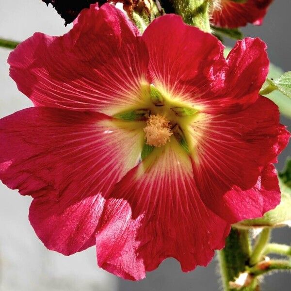 Alcea setosa Flower