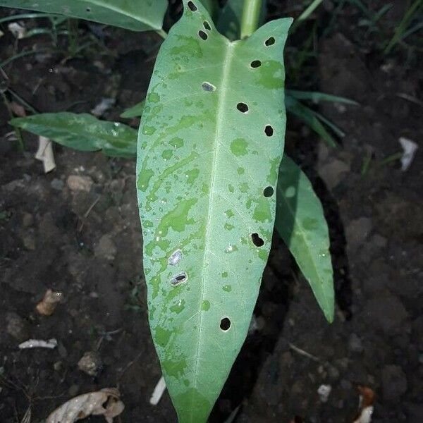 Ipomoea aquatica Fulla