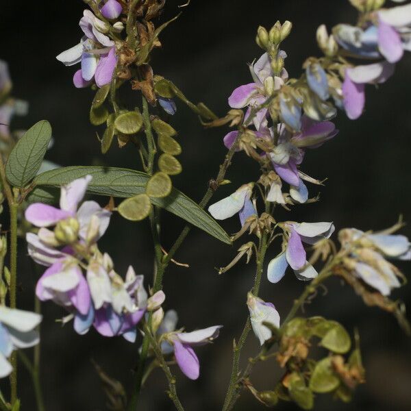 Desmodium cajanifolium Blomst
