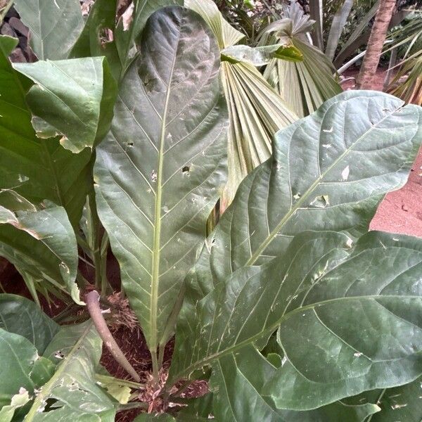 Anthurium schlechtendalii Yaprak