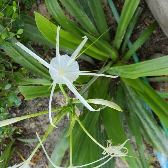 Hymenocallis littoralis Žiedas