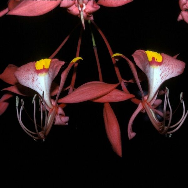 Amherstia nobilis Flower