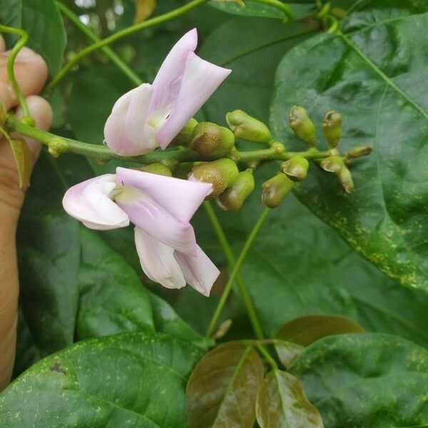 Canavalia ensiformis Λουλούδι
