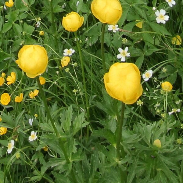 Trollius europaeus Kvet