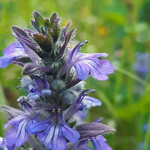 Ajuga genevensis Кветка