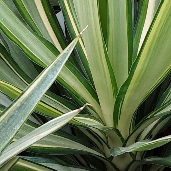 Yucca gloriosa Blatt