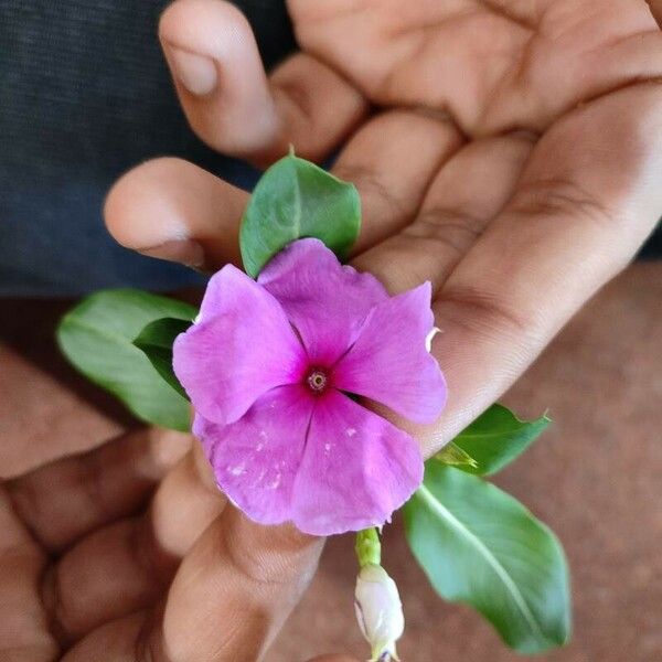 Catharanthus roseus Kvet