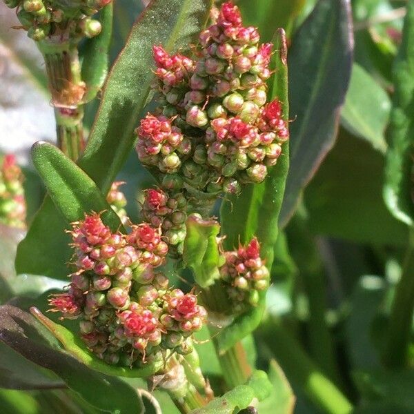 Oxybasis chenopodioides Bloem